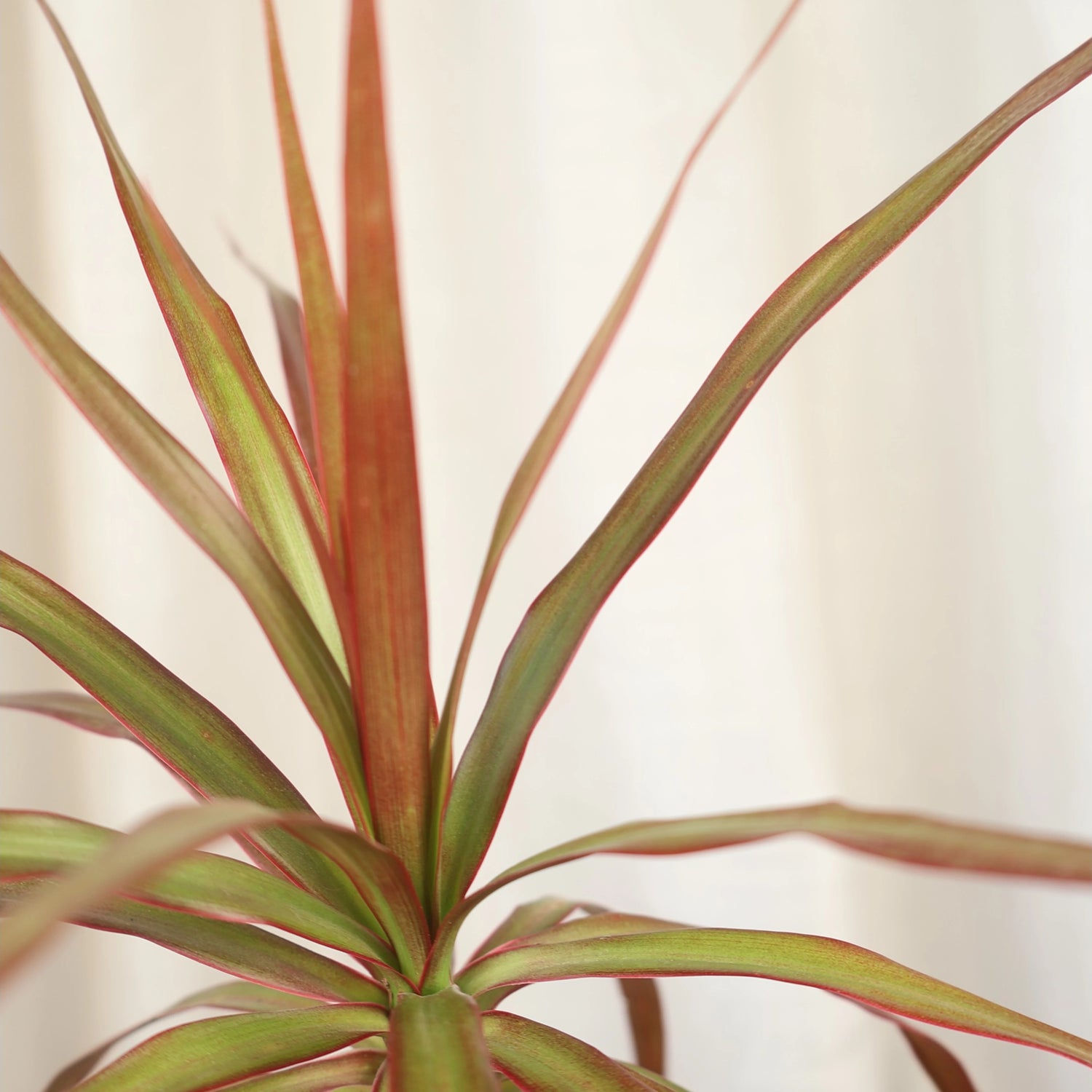 Dracaena Black Knight - Madagascar Dragon Tree 120mm