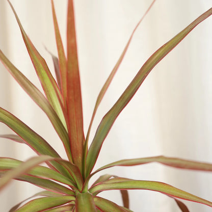 Dracaena Black Knight - Madagascar Dragon Tree 120mm