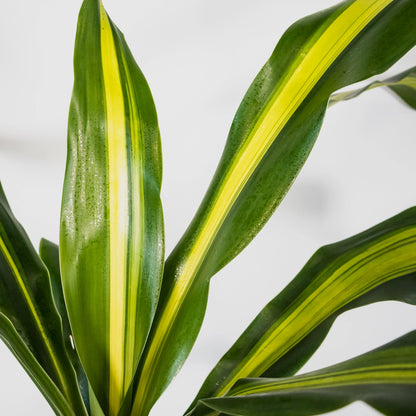 Dracaena Fragrans Burley 200mm