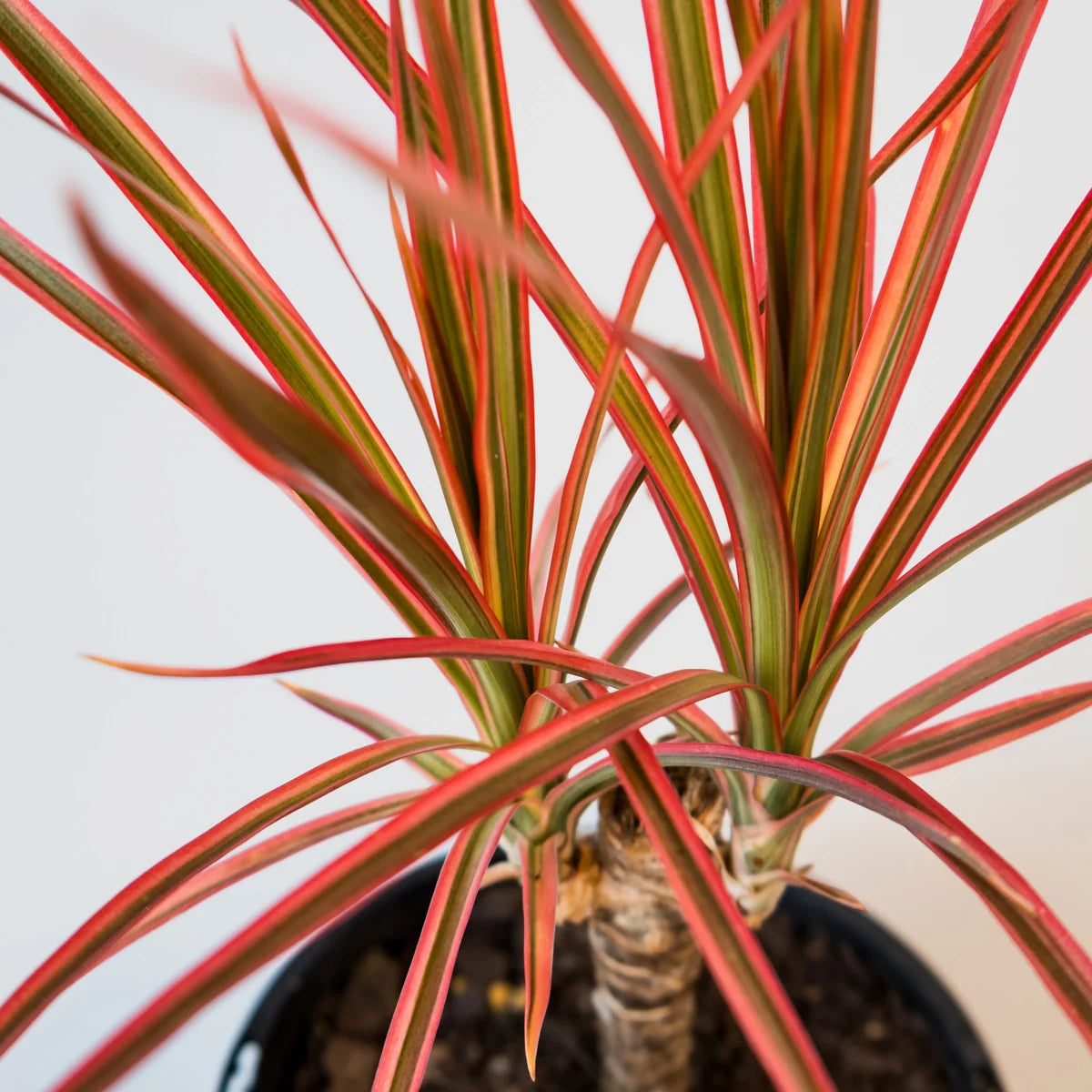 Dracaena Colorama - Madagascan Dragon Tree 120mm