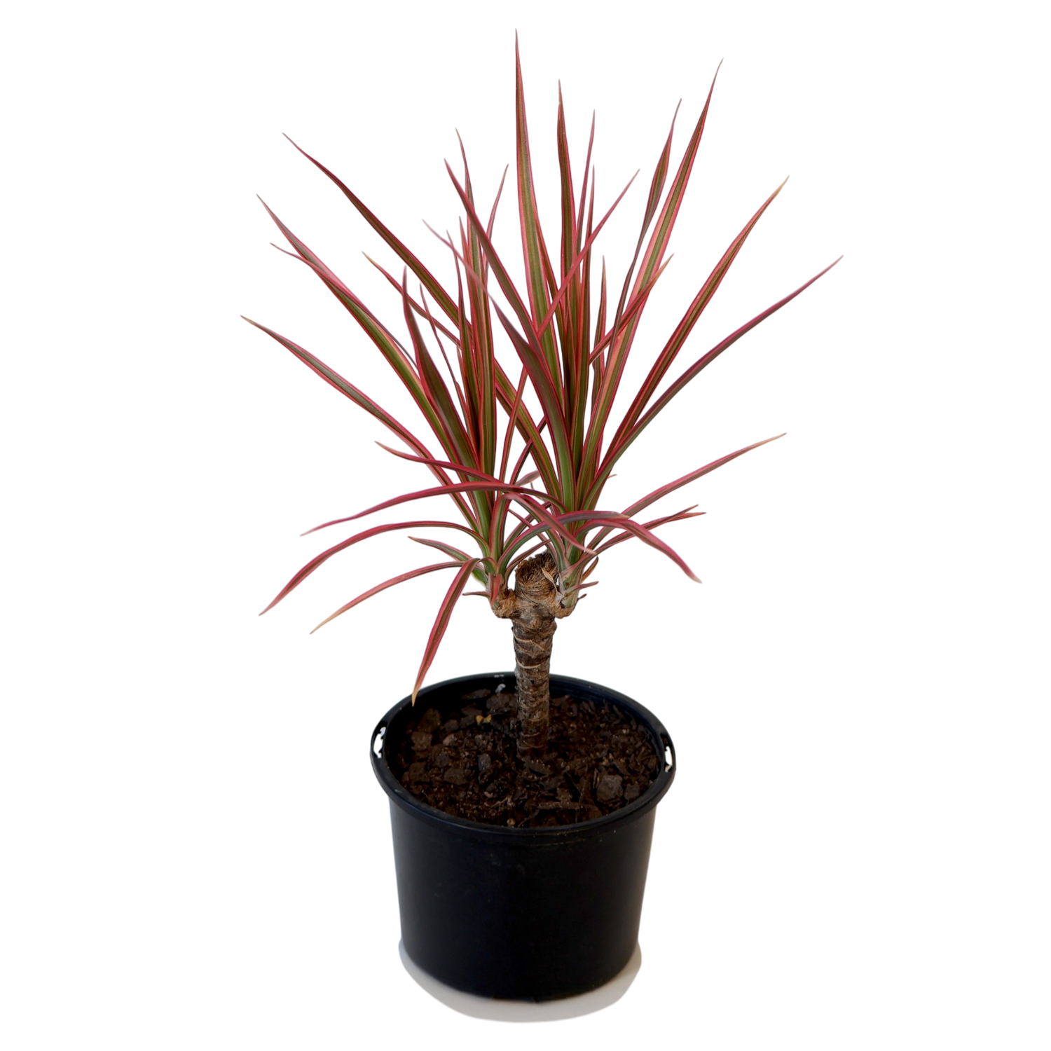 Dracaena Colorama Madagascan Dragon Tree 120mm