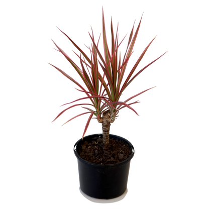 Dracaena Colorama Madagascan Dragon Tree 120mm