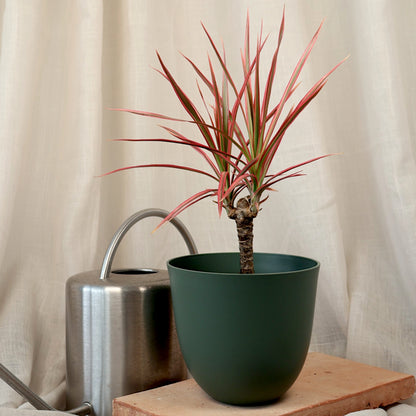 Dracaena Colorama Madagascan Dragon Tree 120mm