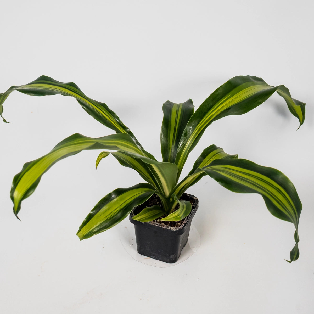 Dracaena Fragans Marley 70mm