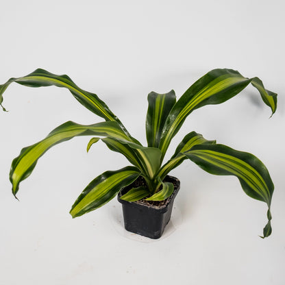 Dracaena Fragans Marley 70mm