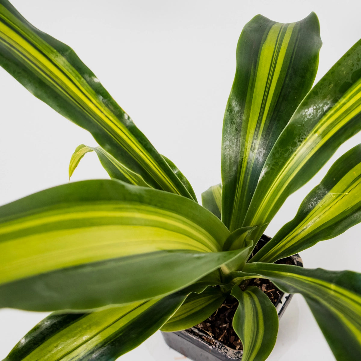 Dracaena Fragans Marley 70mm