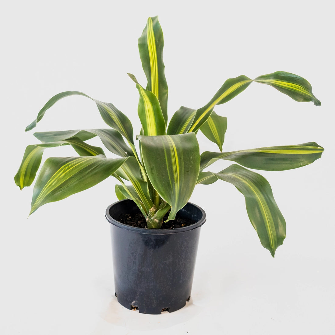Dracaena Fragrans Burley 200mm