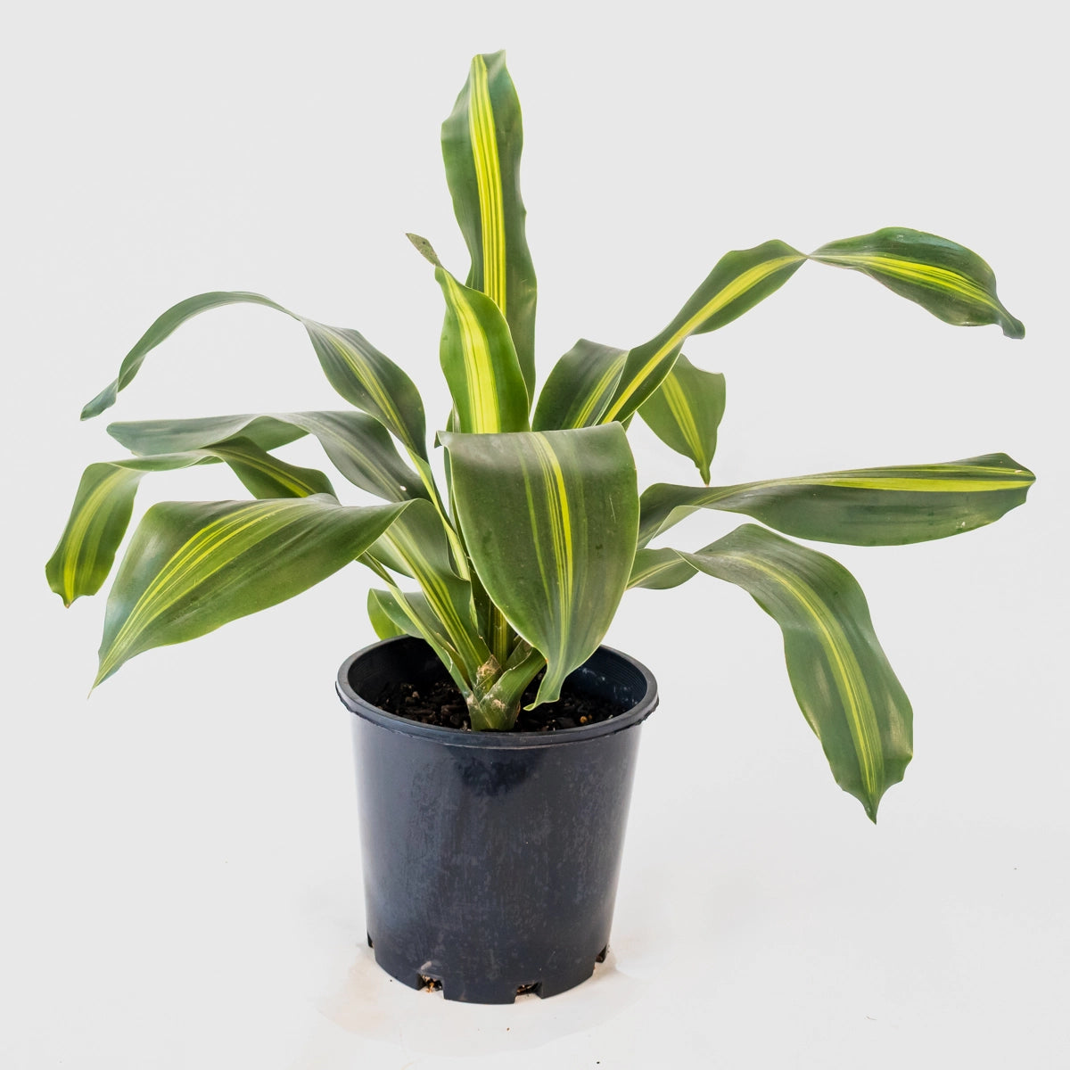 Dracaena Fragrans Burley 200mm