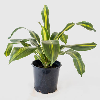 Dracaena Fragrans Burley 200mm