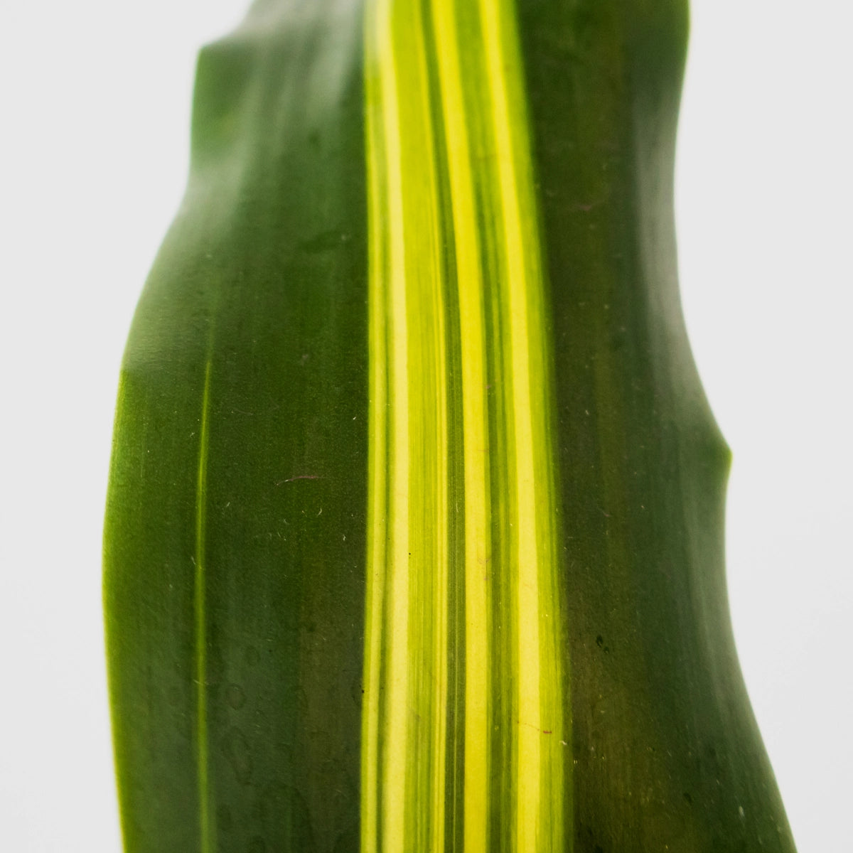 Dracaena Fragrans Burley 70mm