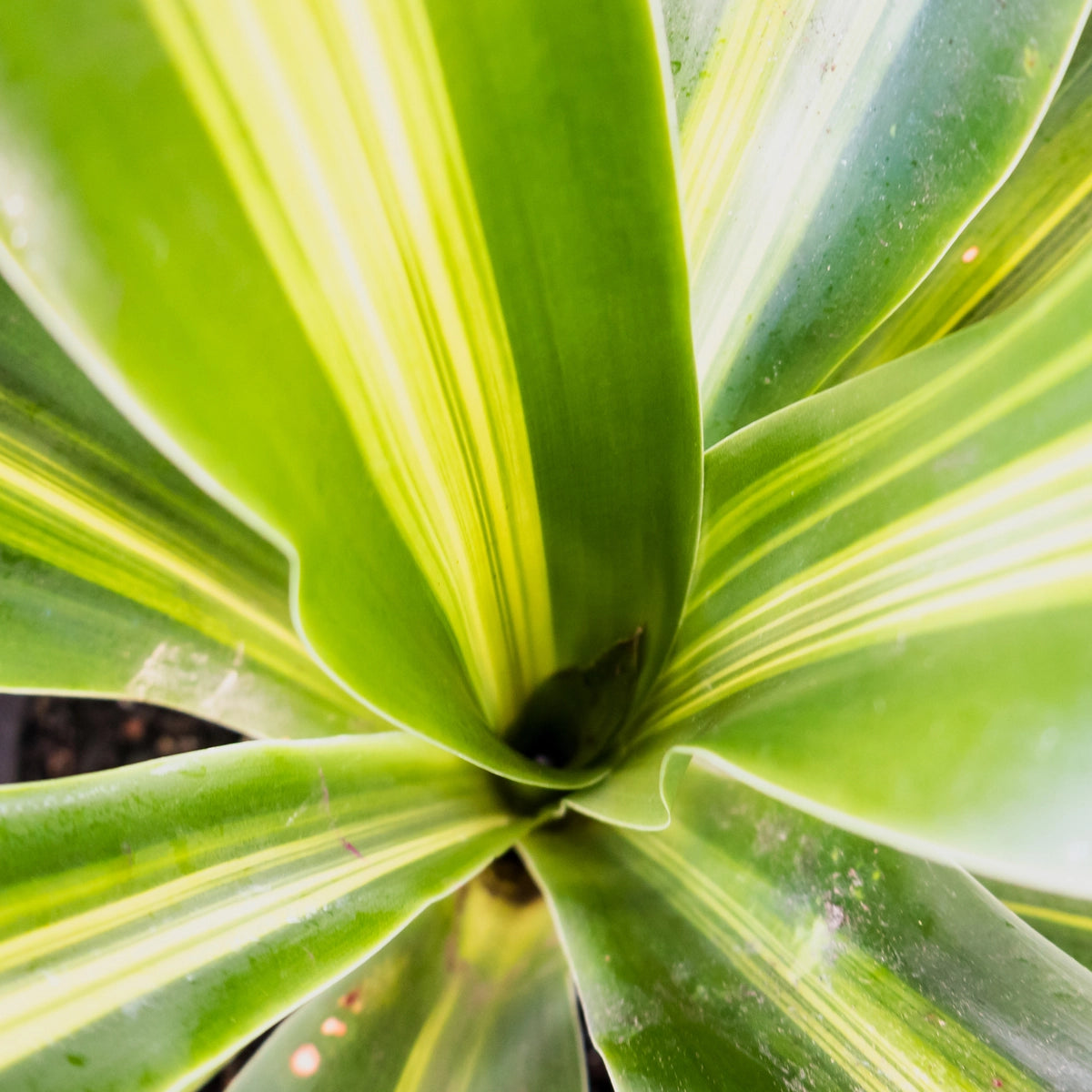 Dracaena fragrans - Golden Heart 140mm