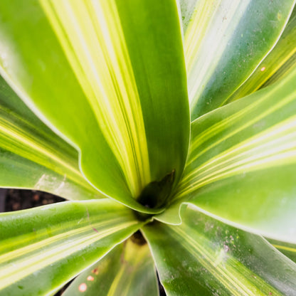 Dracaena fragrans - Golden Heart 140mm