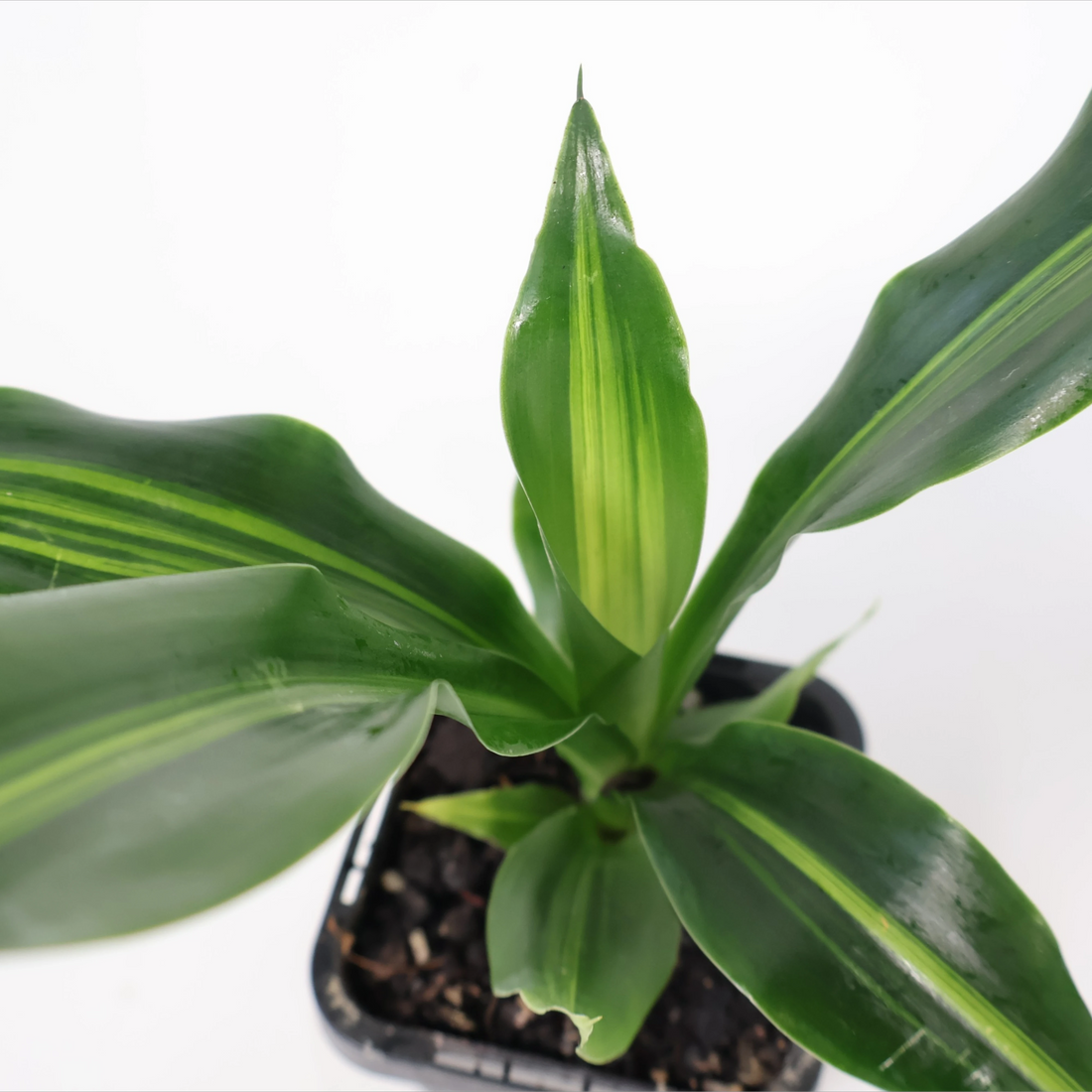 Dracaena Fragrans Burley 70mm