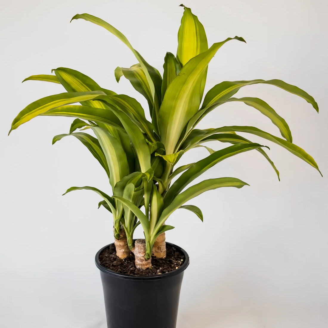 Dracaena Fragrans Massangeana 180mm