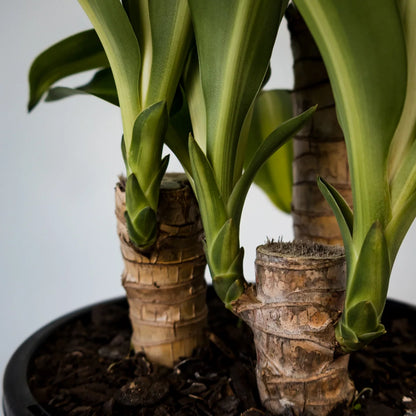 Dracaena Fragrans Massangeana 180mm