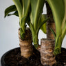 Dracaena Fragrans Massangeana 180mm