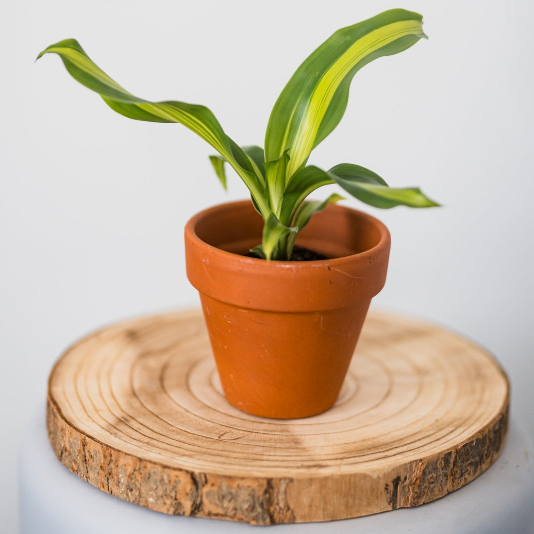 Dracaena Fragrans Burley 70mm