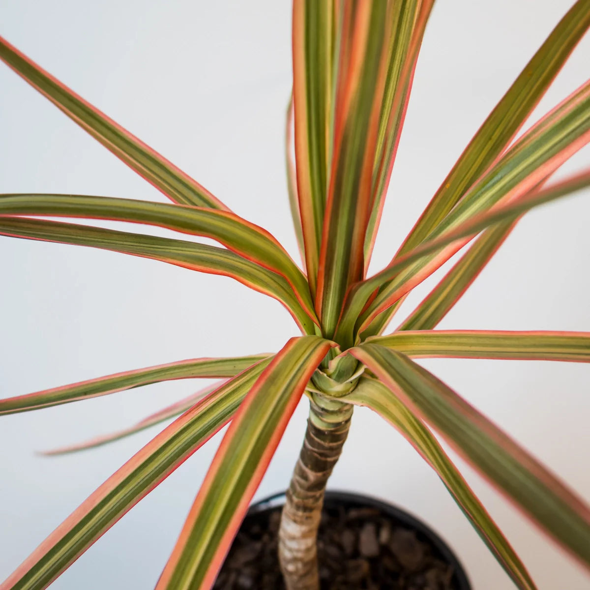 Dracaena Tricolor - Madagascan Dragon Tree 120mm