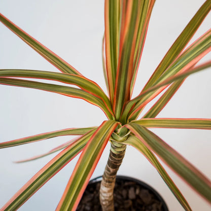 Dracaena Tricolor - Madagascan Dragon Tree 120mm