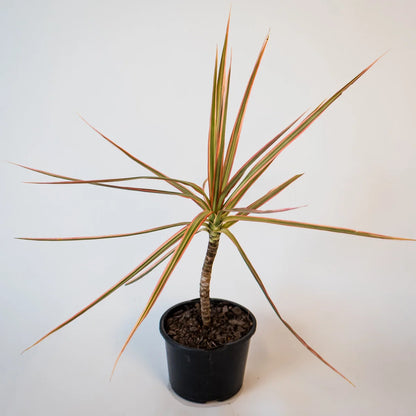 Dracaena Tricolor - Madagascan Dragon Tree 120mm