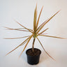 Dracaena Tricolor - Madagascan Dragon Tree 120mm