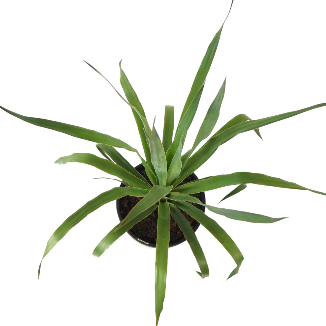 Dragon Tree - Dracaena Draco 200mm