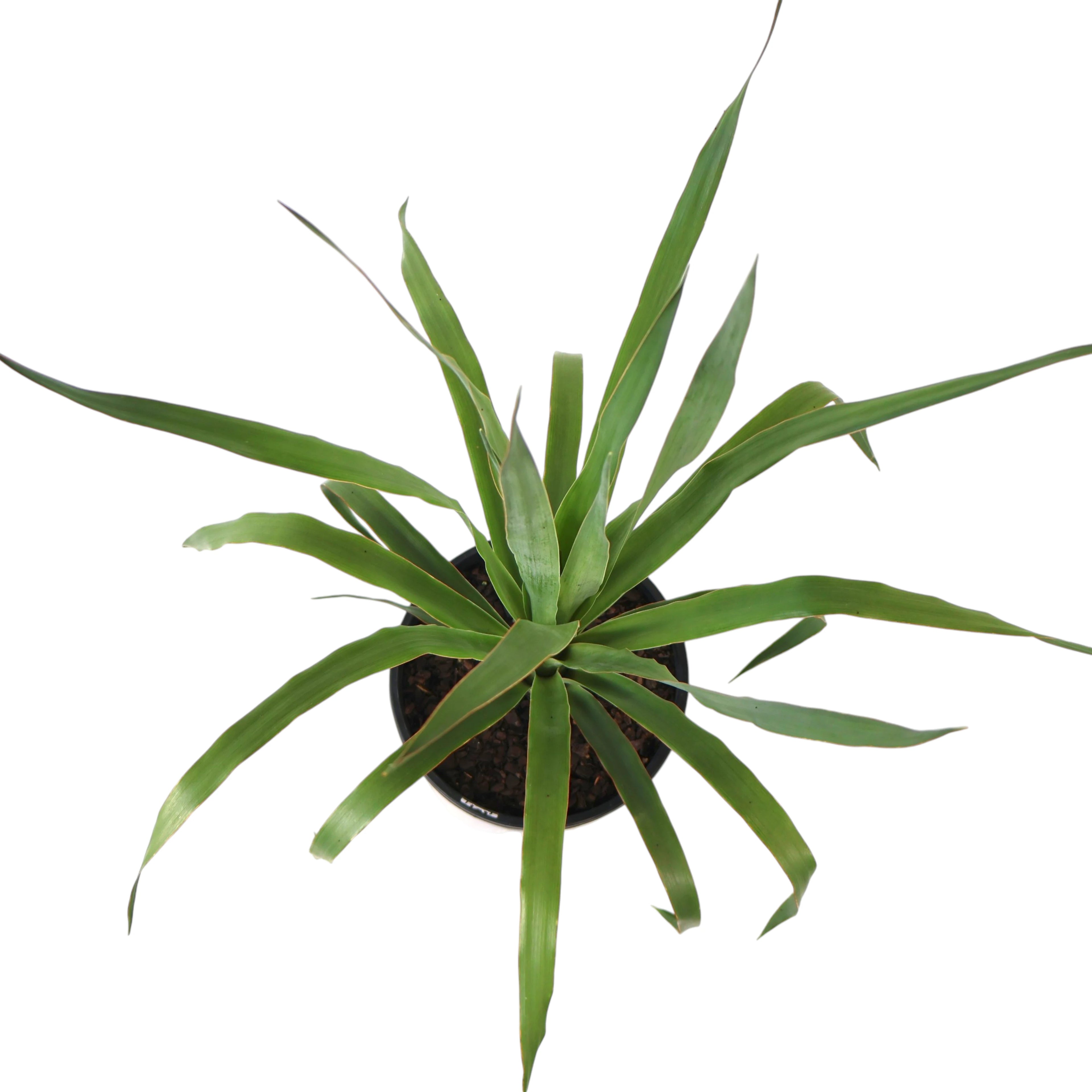 Dragon Tree - Dracaena Draco 200mm