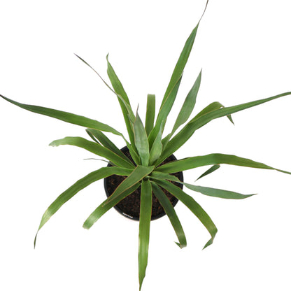 Dragon Tree - Dracaena Draco 200mm