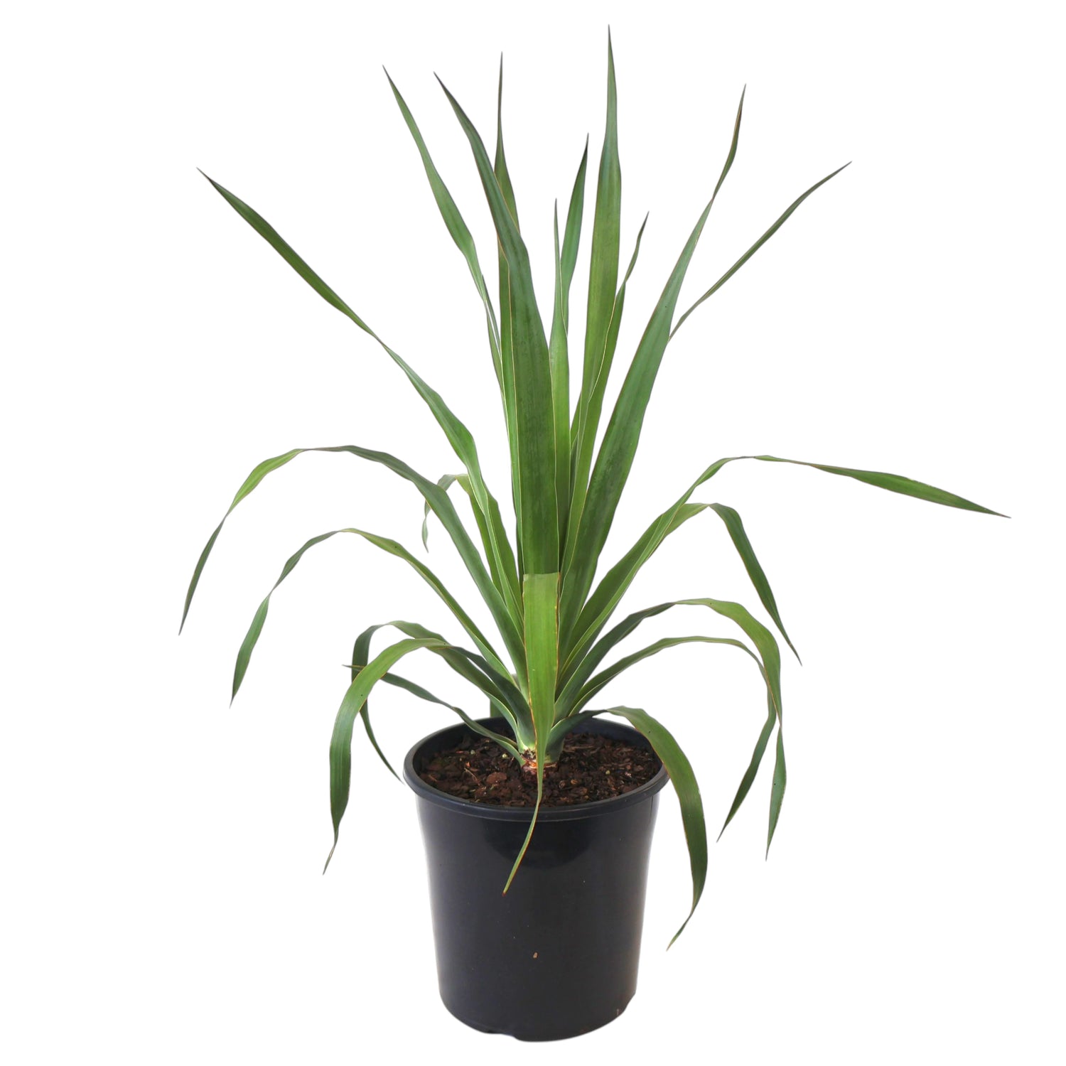 Dragon Tree - Dracaena Draco 200mm