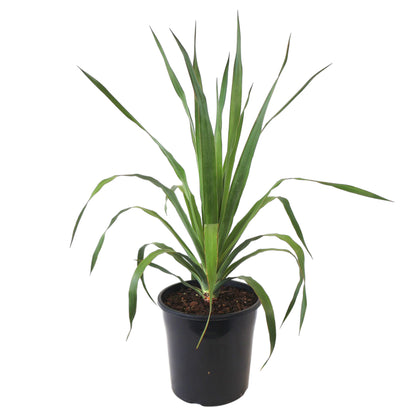 Dragon Tree - Dracaena Draco 200mm