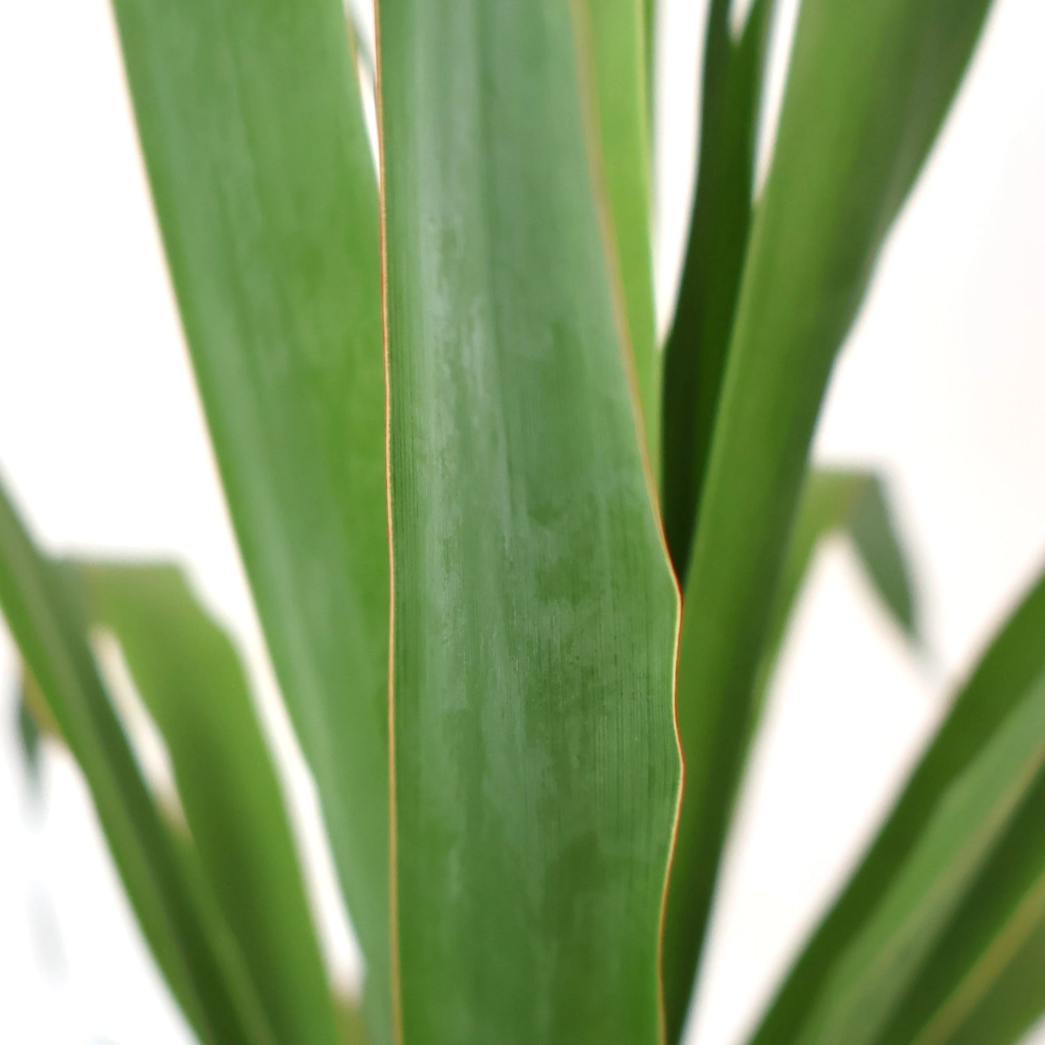 Dragon Tree - Dracaena Draco 200mm