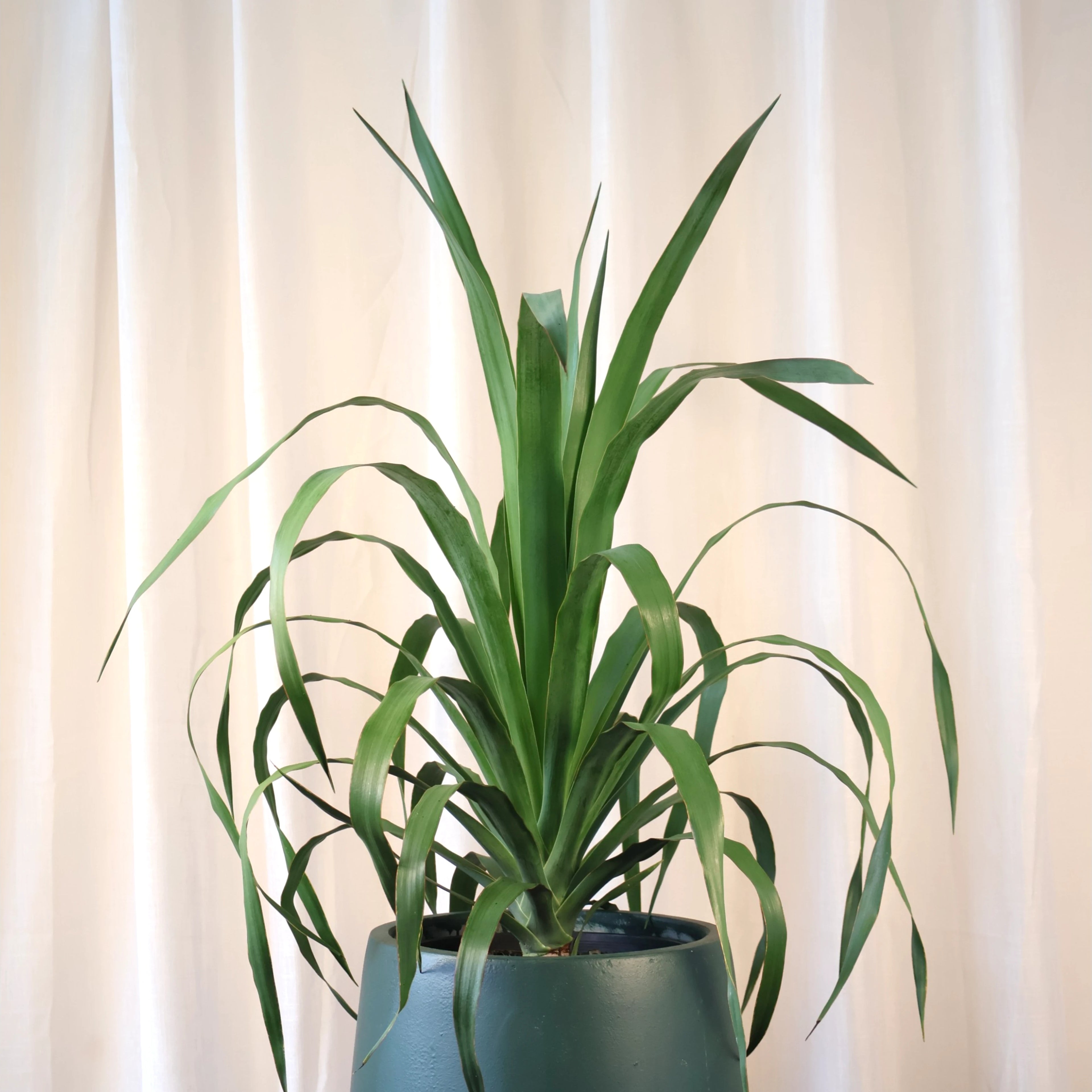 Dragon Tree - Dracaena Draco 200mm