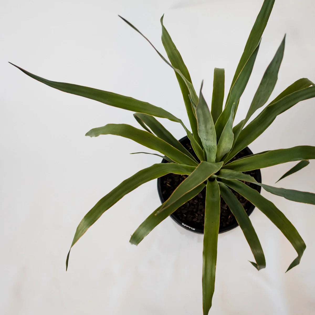 Dragon Tree - Dracaena Draco 200mm