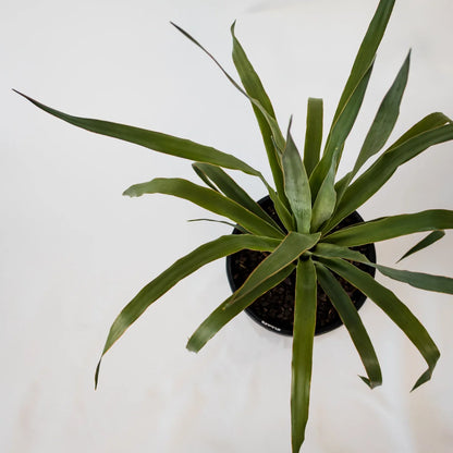 Dragon Tree - Dracaena Draco 200mm