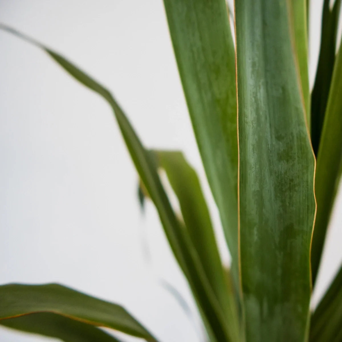 Dragon Tree - Dracaena Draco 200mm