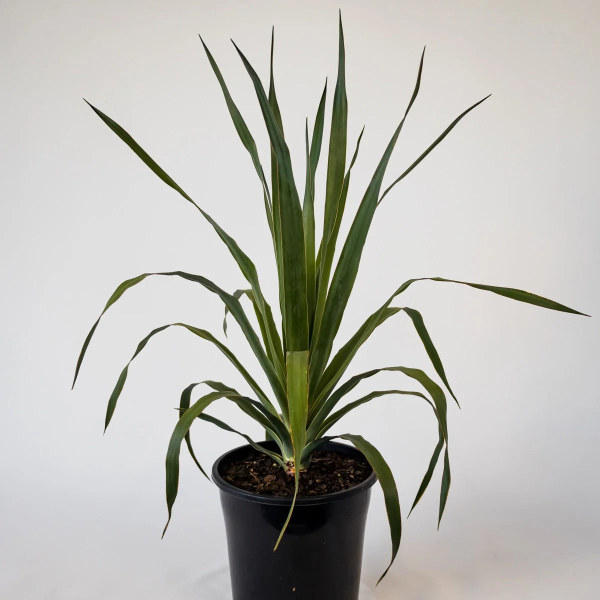 Dragon Tree - Dracaena Draco 200mm
