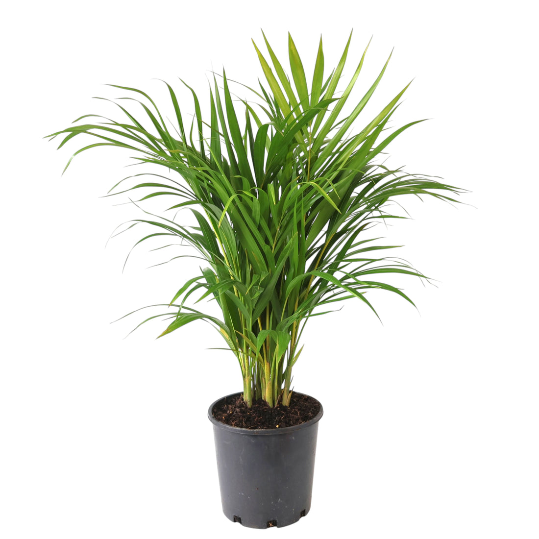 Dypsis lutescens - Golden Cane Palm 200mm