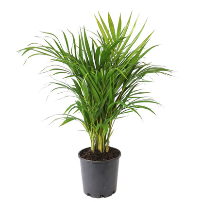 Dypsis lutescens - Golden Cane Palm 200mm