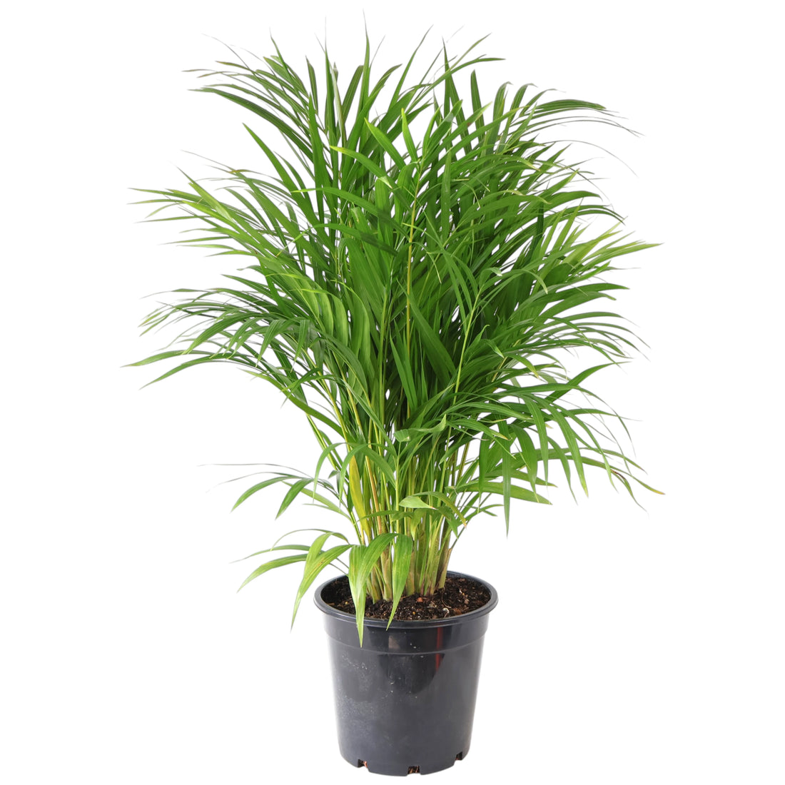 Dypsis lutescens - Golden Cane Palm 250mm