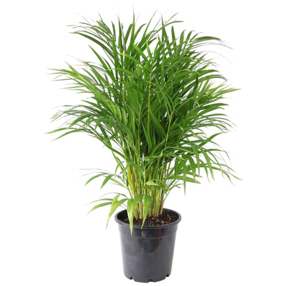 Dypsis lutescens - Golden Cane Palm 250mm