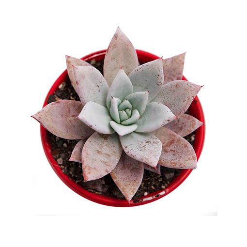Echeveria Mexican Giant 100mm