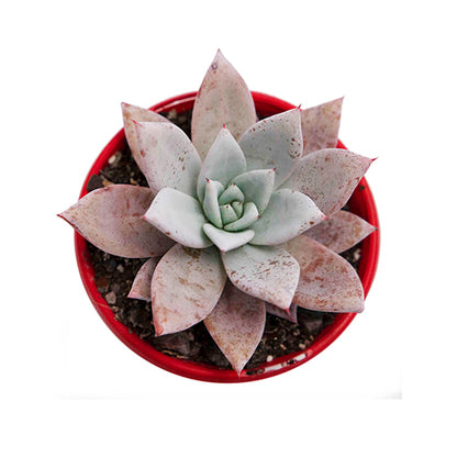Echeveria Mexican Giant 100mm