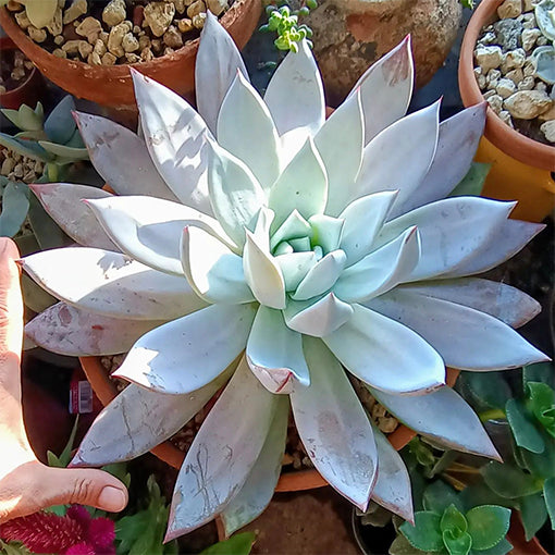 Echeveria Mexican Giant 100mm