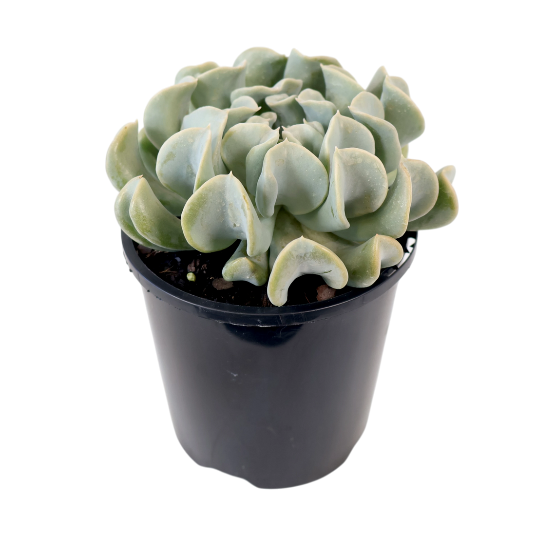 Echeveria Topsy Turvy 100mm