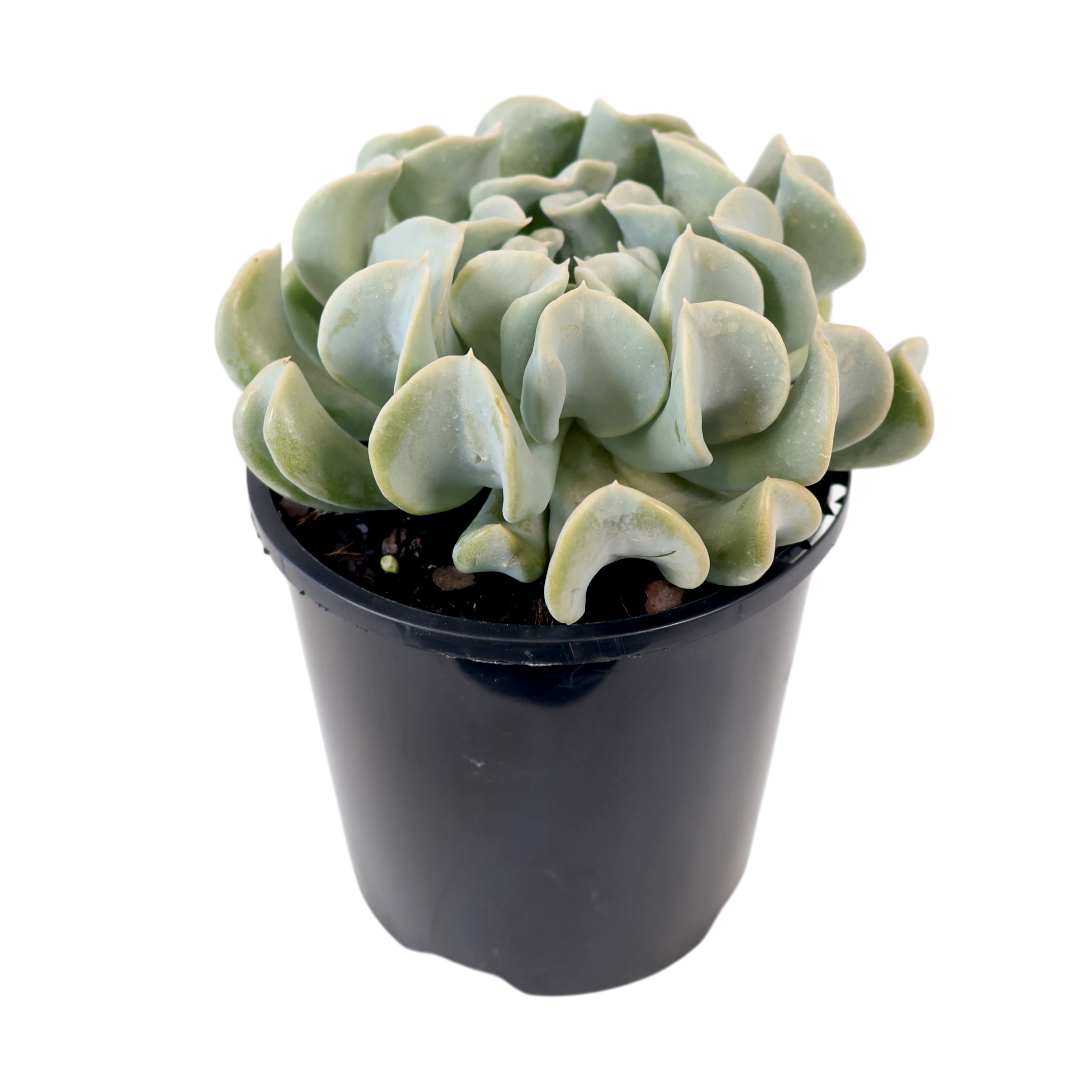 Echeveria Topsy Turvy 100mm