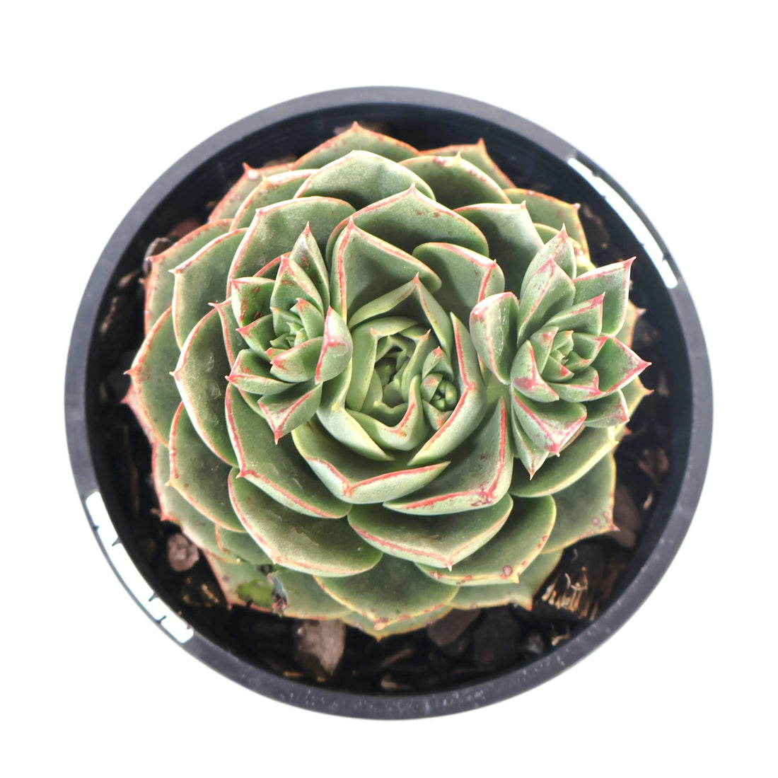 Echeveria longissima 100mm