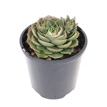 Echeveria longissima 100mm