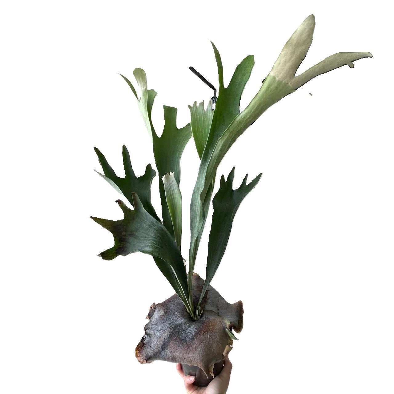 Platycerium Bifurcatum Netherlands Elkhorn 100mm