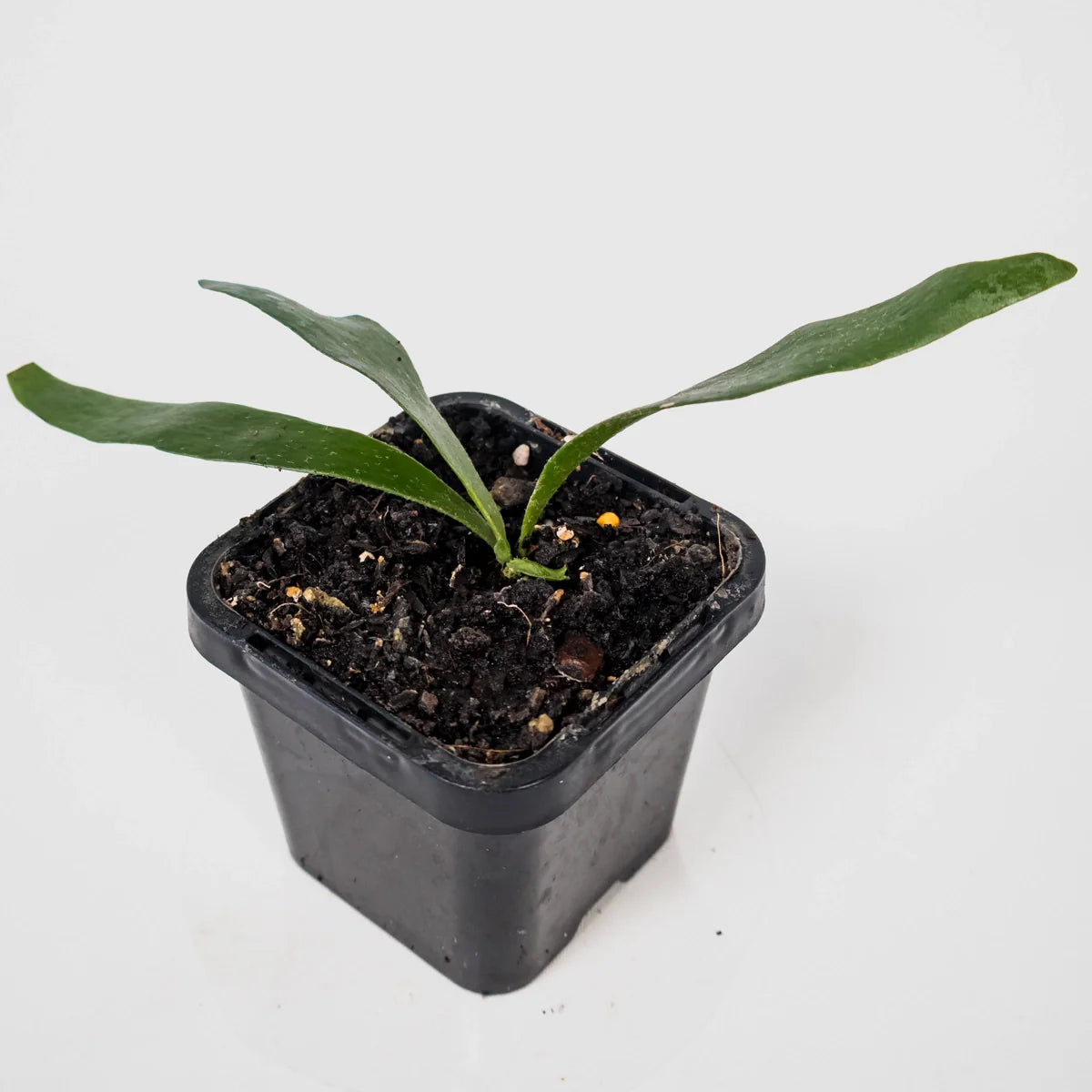 Elkhorn Fern – Platycerium Bifurcatum 70mm
