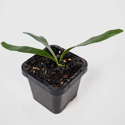 Elkhorn Fern – Platycerium Bifurcatum 70mm